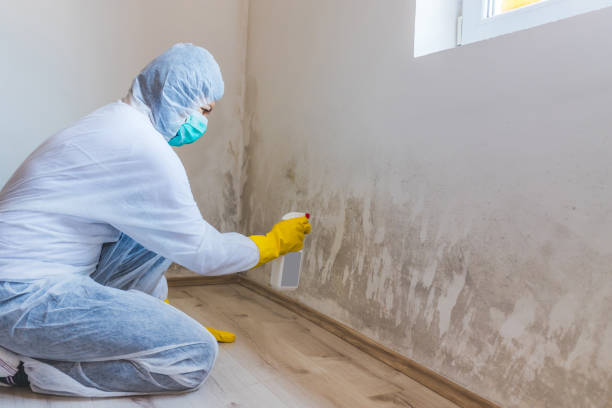 Licensed Mold Remediation service in Wilmington, NC - WQB Mold Removal