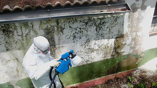 Top rated local Mold Remediation specialists in Wilmington, NC